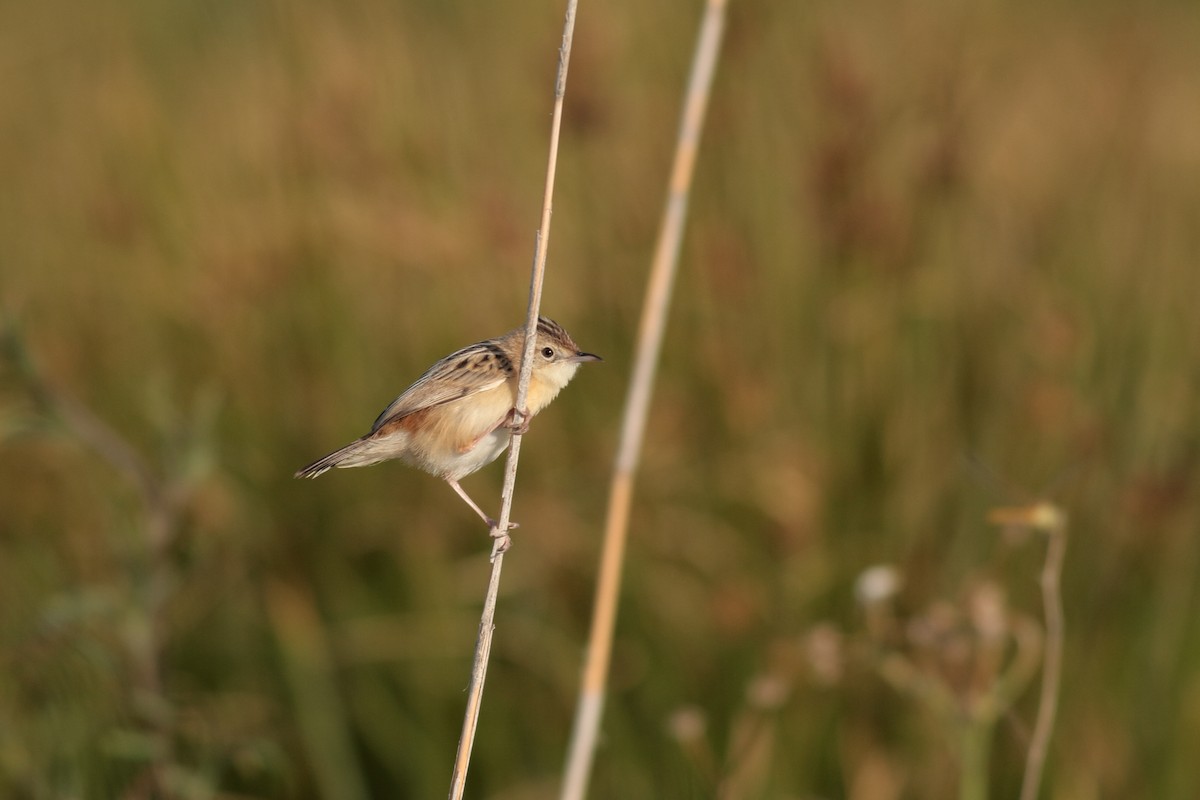 Zitting Cisticola - ML619642725