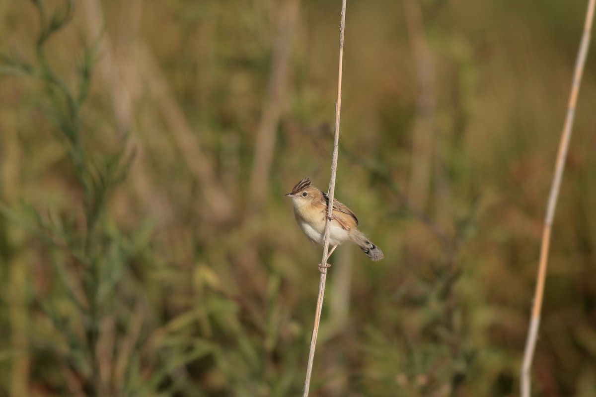 Zitting Cisticola - Xabier Remirez