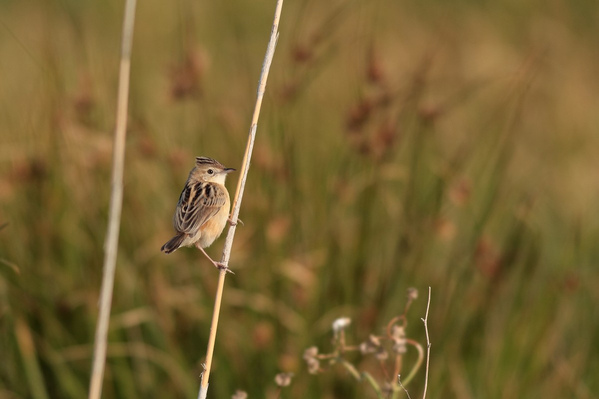 Zitting Cisticola - Xabier Remirez