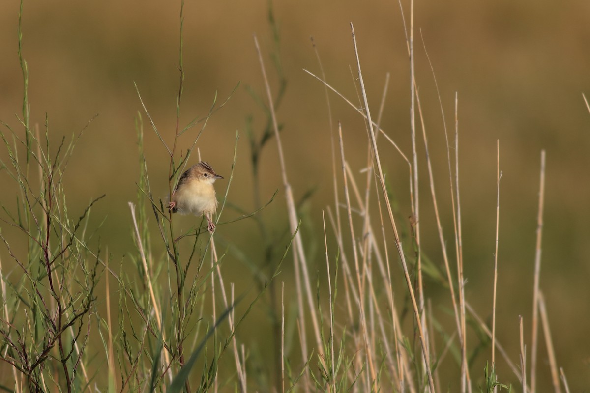 Zitting Cisticola - Xabier Remirez