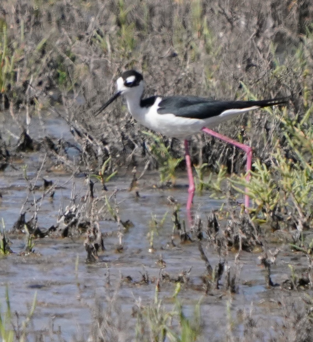 Black-necked Stilt - Richard Block