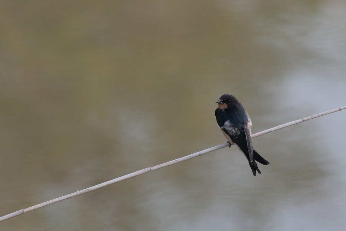 Barn Swallow - ML619642736