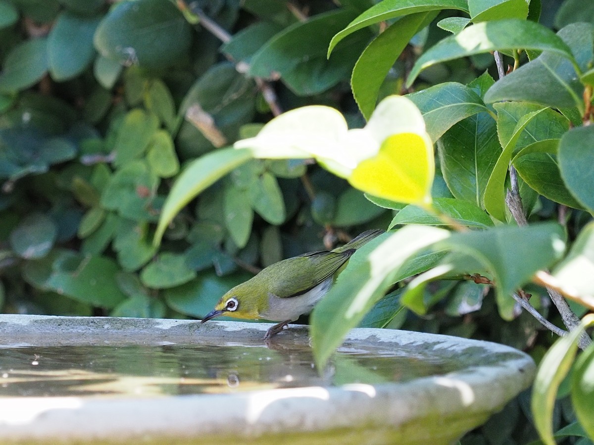 Swinhoe's White-eye - Keith Parker