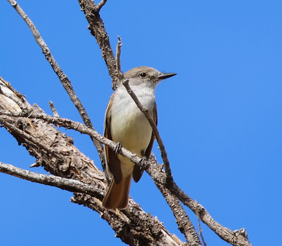 Ash-throated Flycatcher - Jeffrey Thomas