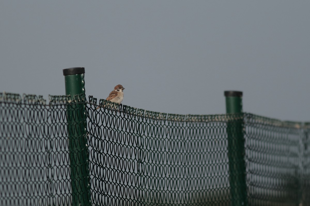 Eurasian Tree Sparrow - ML619642752