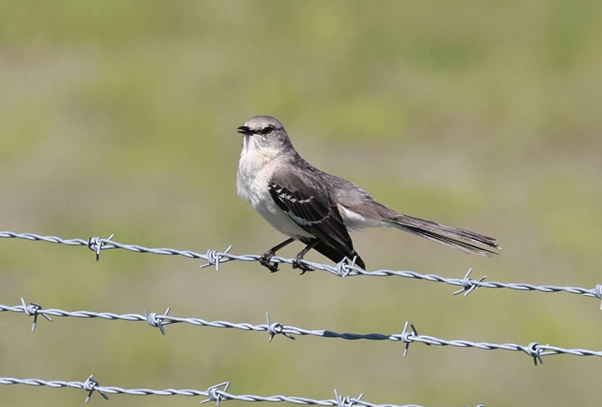 Northern Mockingbird - Jean Crépeau