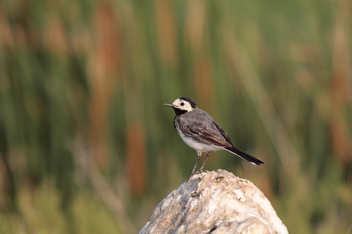 White Wagtail - ML619642758