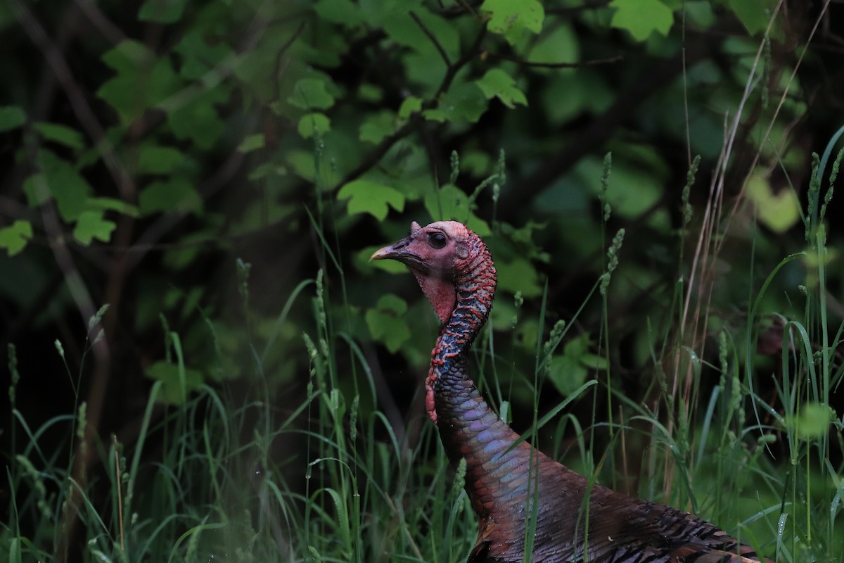 Wild Turkey - Will Burgoyne