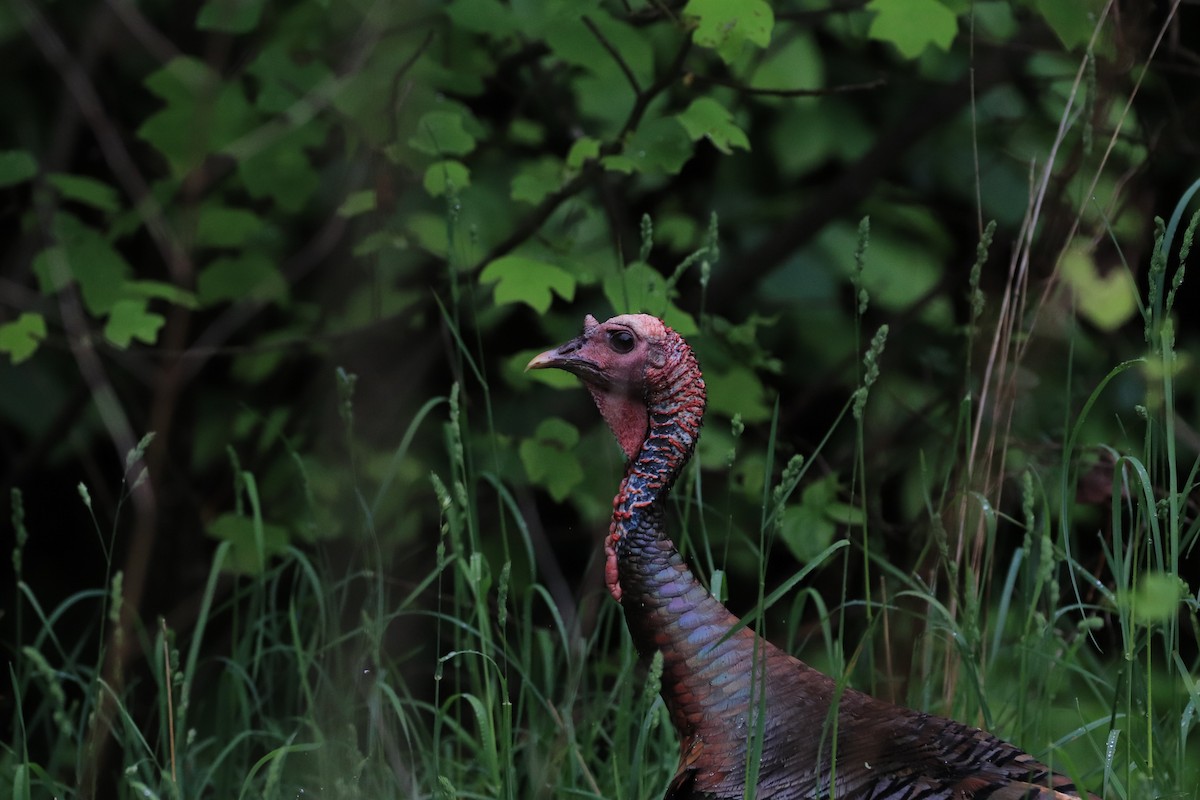 Wild Turkey - ML619642760