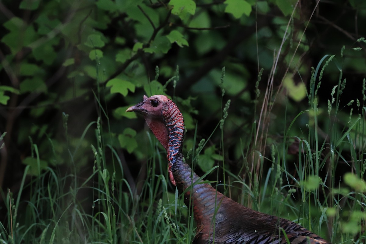 Wild Turkey - Will Burgoyne