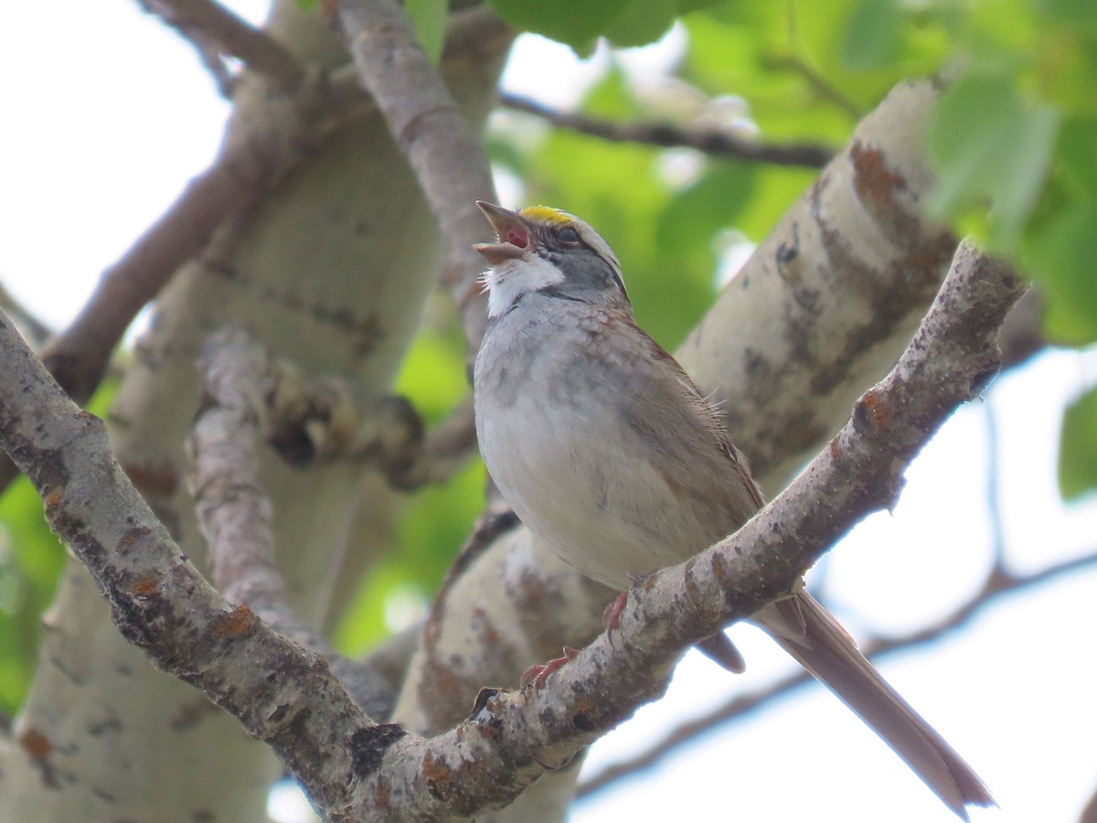 White-throated Sparrow - ML619642770