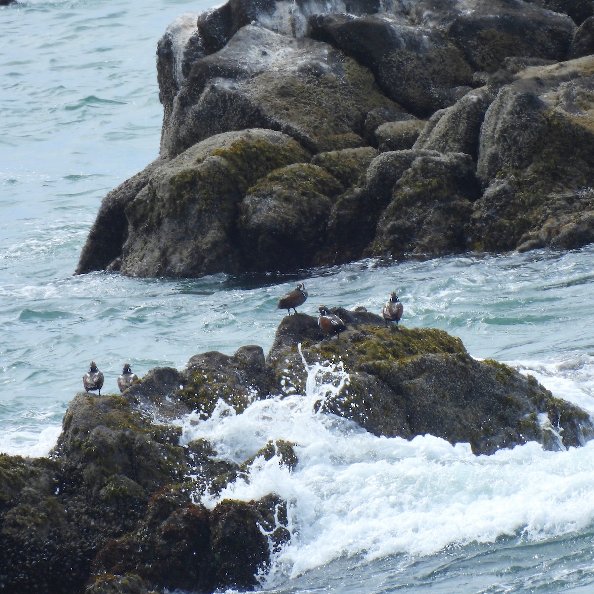 Harlequin Duck - ML619642772