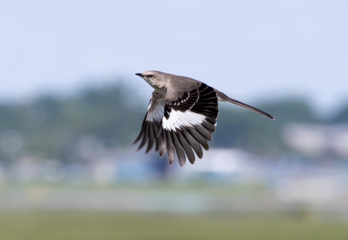 Northern Mockingbird - Jean Crépeau