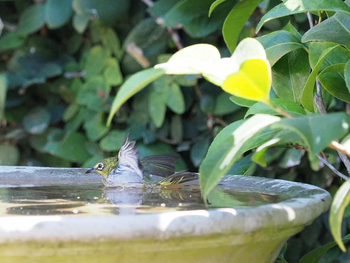 Swinhoe's White-eye - Keith Parker