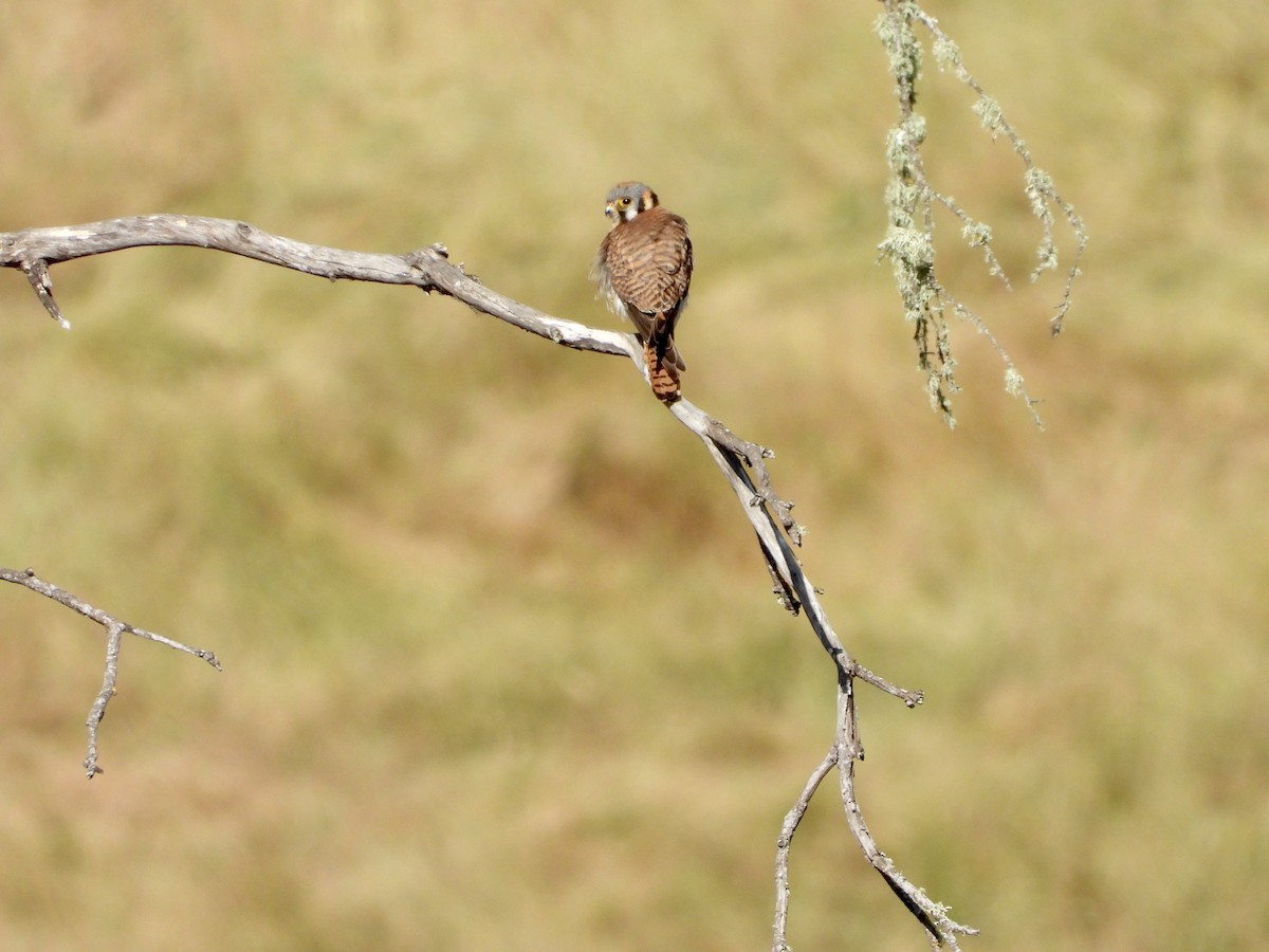 American Kestrel - Christine Hogue