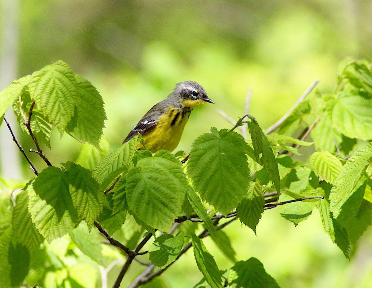 Magnolia Warbler - Peter Fuller