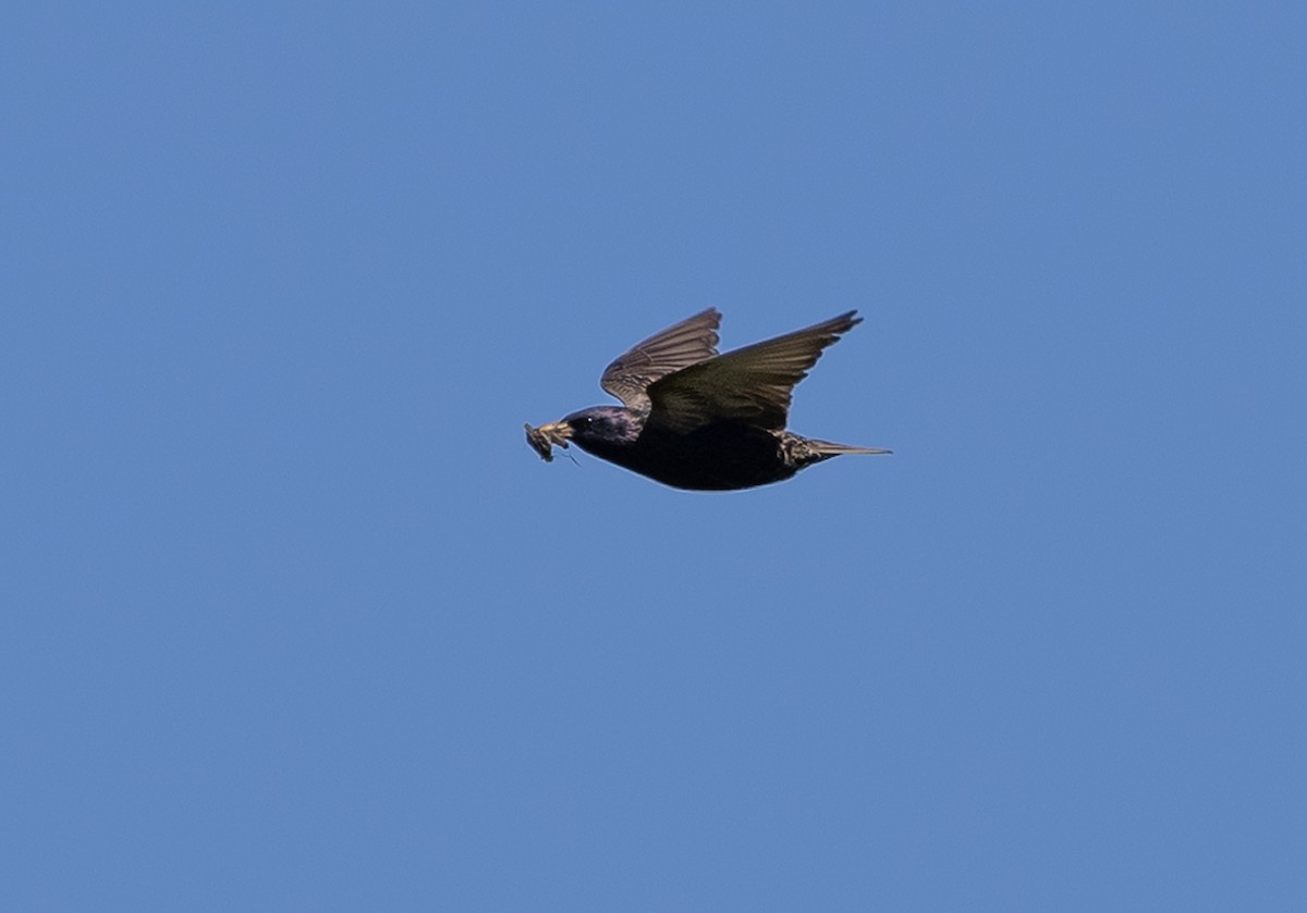 European Starling - Jean Crépeau