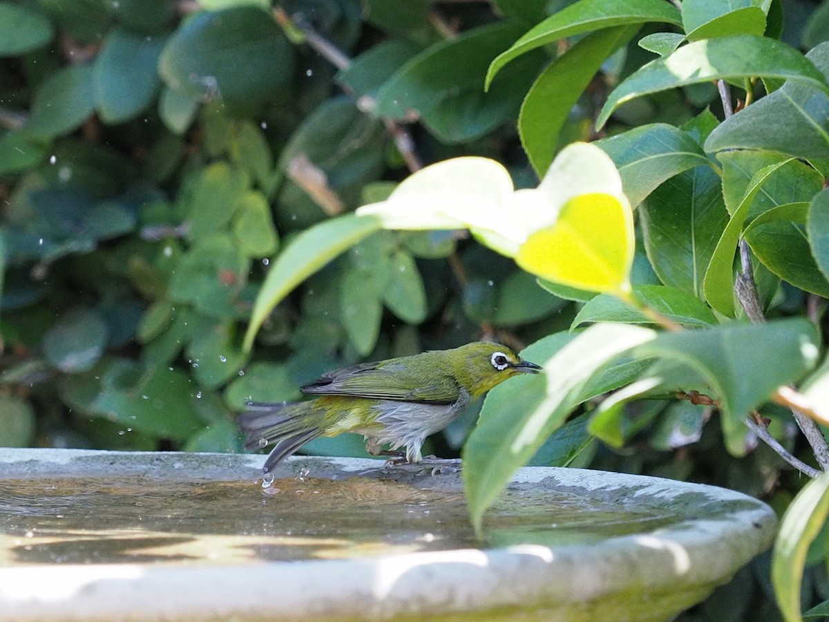 Swinhoe's White-eye - Keith Parker