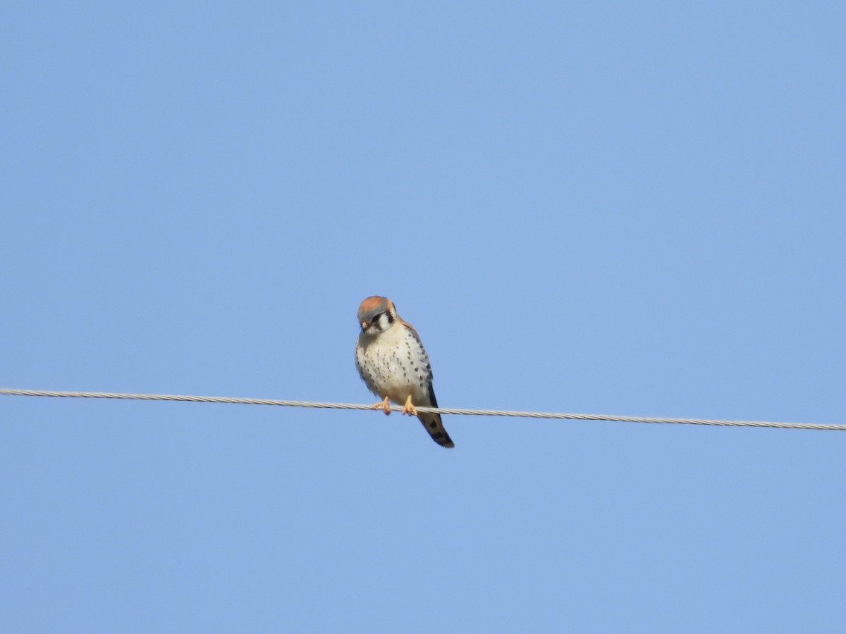 American Kestrel - Christine Hogue