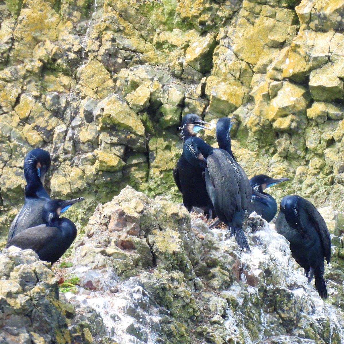 Brandt's Cormorant - Susan Kirkbride