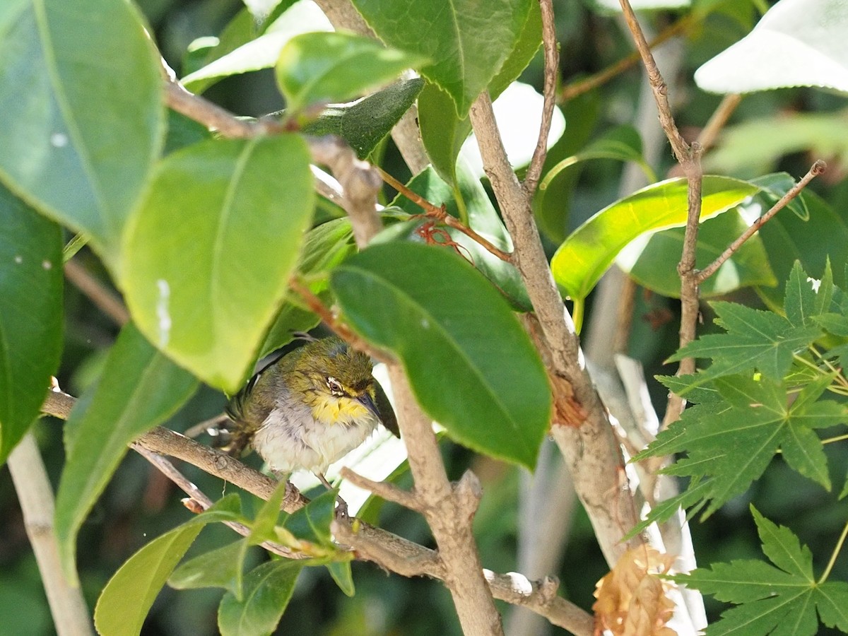 Swinhoe's White-eye - Keith Parker