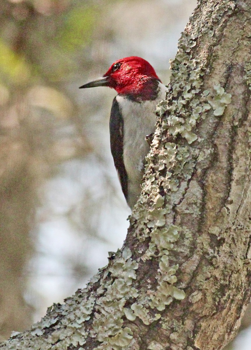 Red-headed Woodpecker - Mike Litak