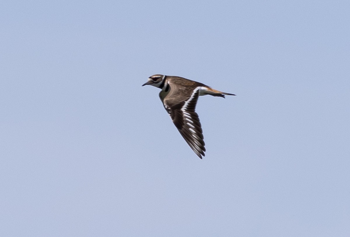 Killdeer - Jean Crépeau