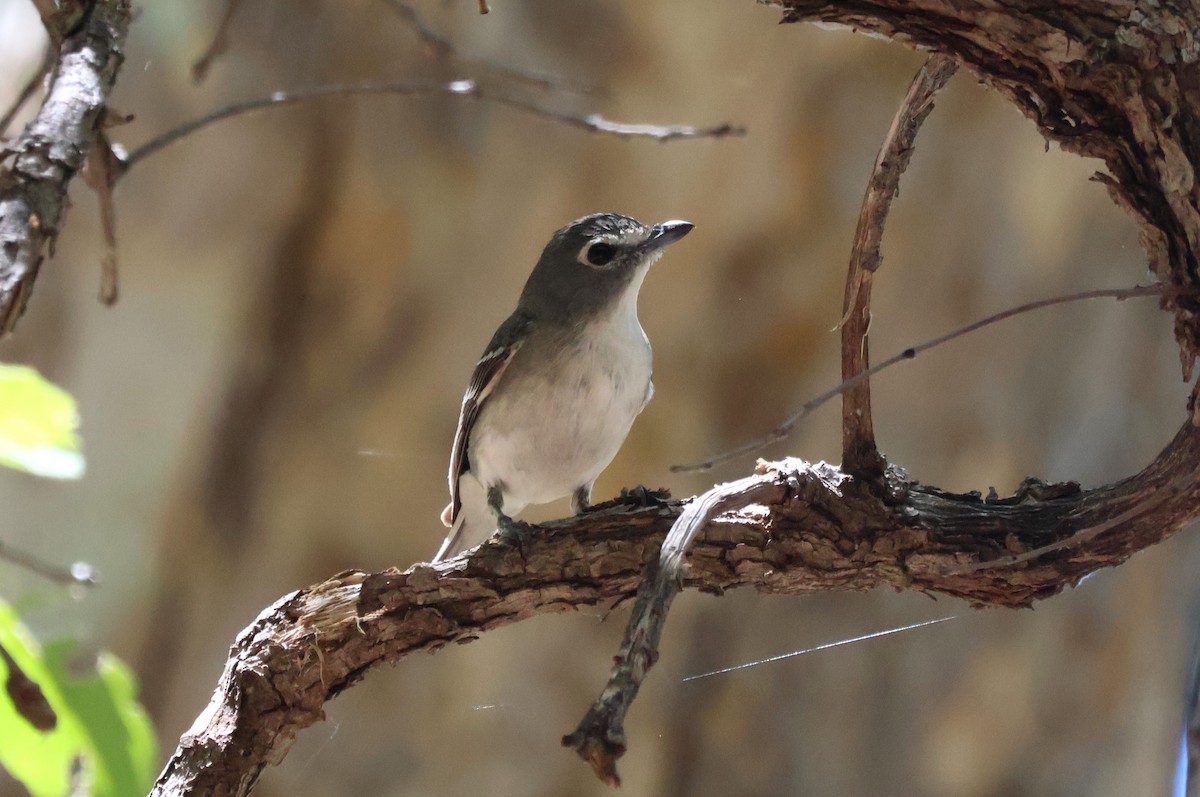 Plumbeous Vireo - Tricia Vesely