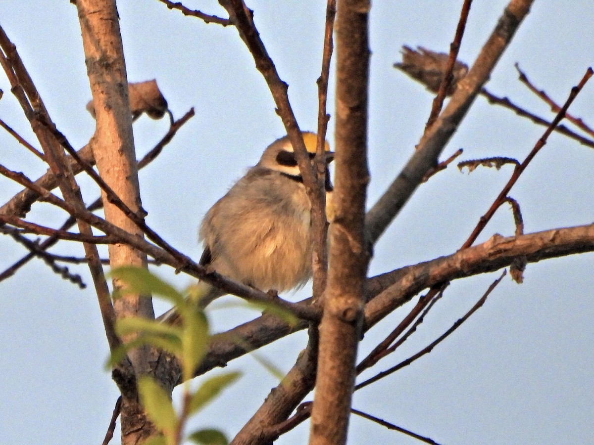 Golden-winged Warbler - Jane Cullen