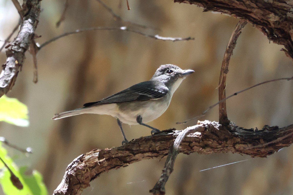Plumbeous Vireo - Tricia Vesely
