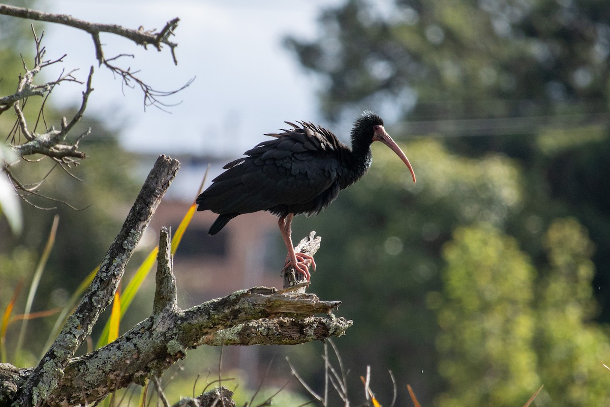 Bare-faced Ibis - John  Bernal