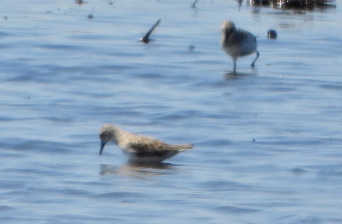 shorebird sp. - Bonnie Heinecke