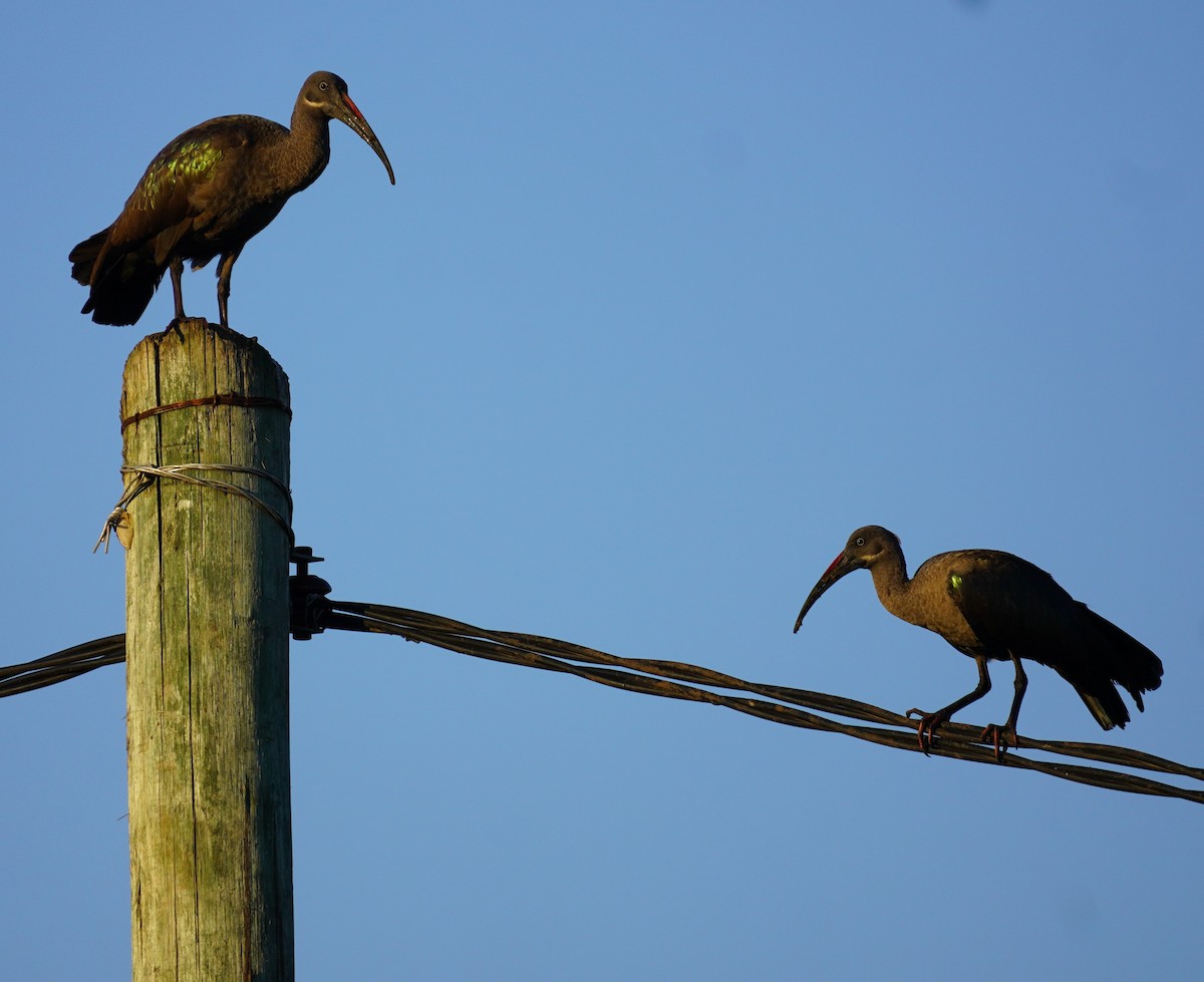 ibis hagedaš - ML619642821