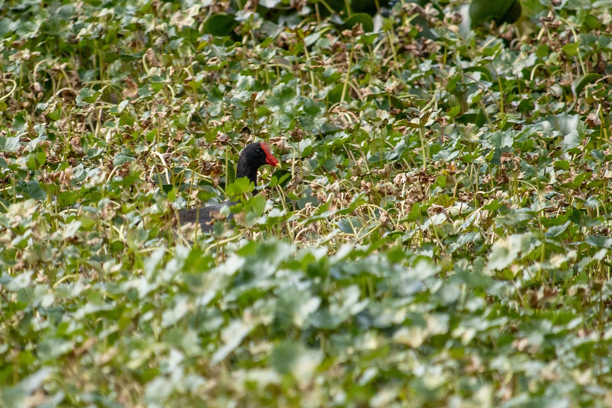 Common Gallinule - John  Bernal