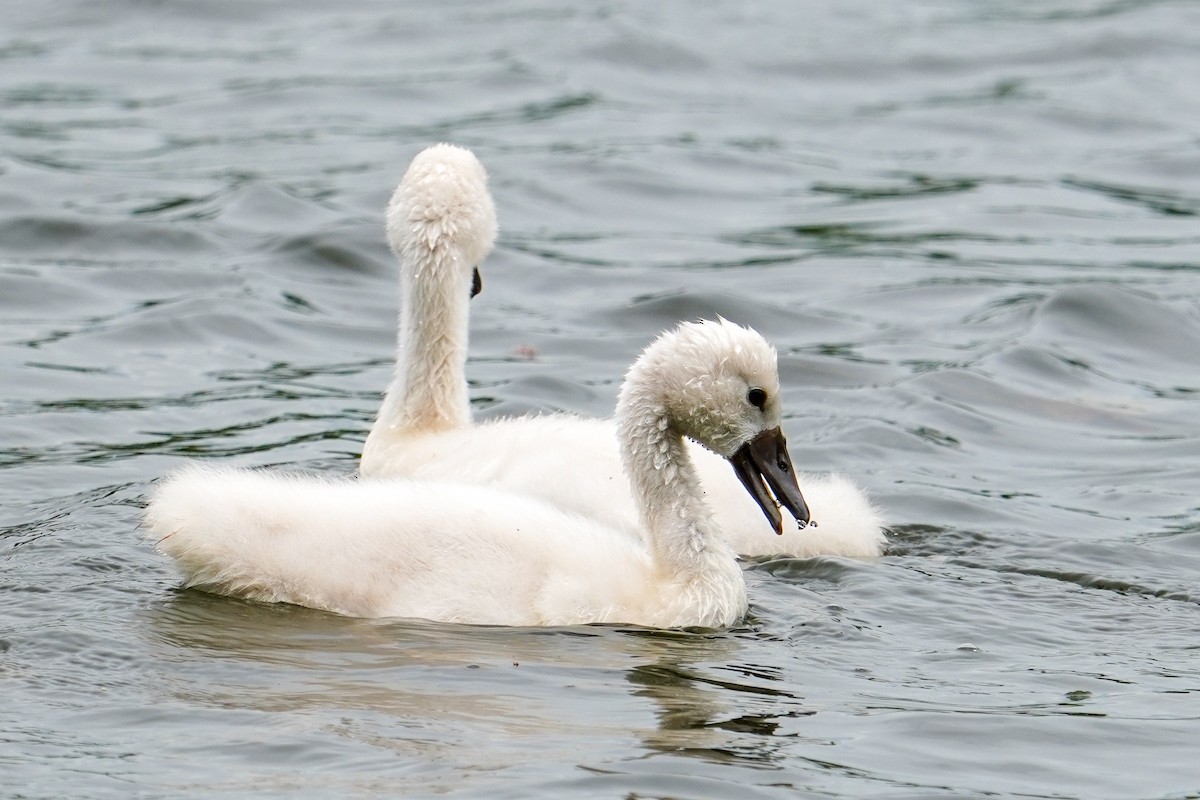 Mute Swan - ML619642826