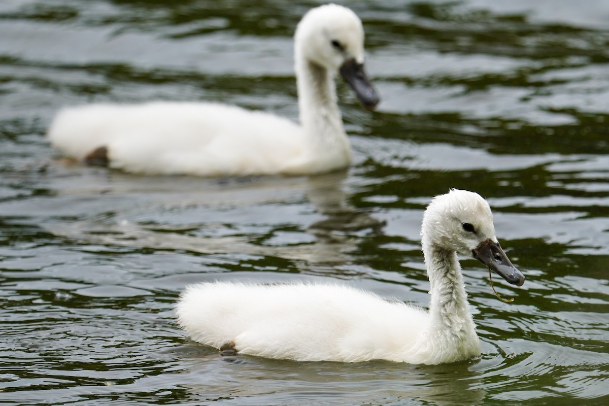 Mute Swan - ML619642829