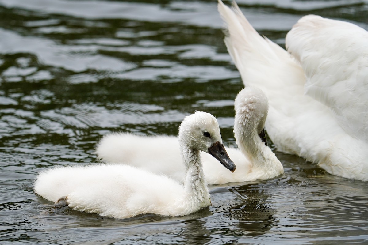 Mute Swan - ML619642830