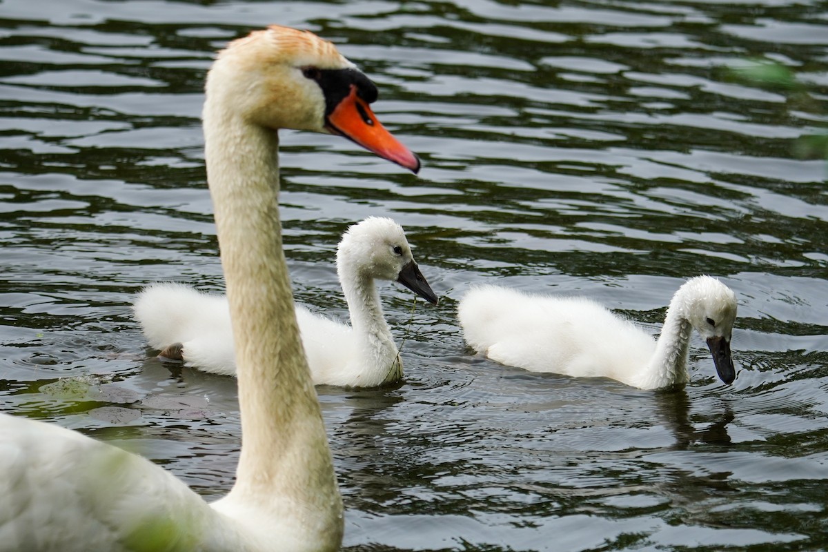 Mute Swan - Elena C