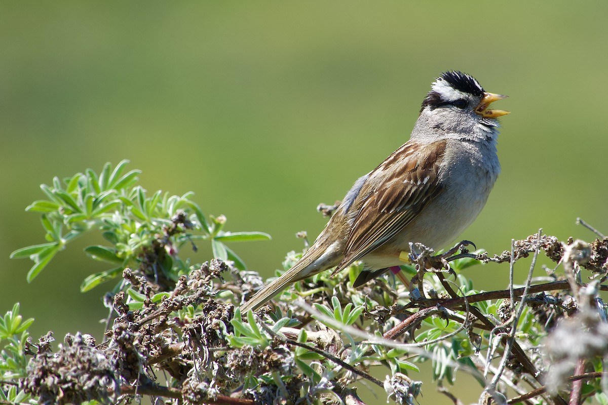 White-crowned Sparrow - Craig Robson