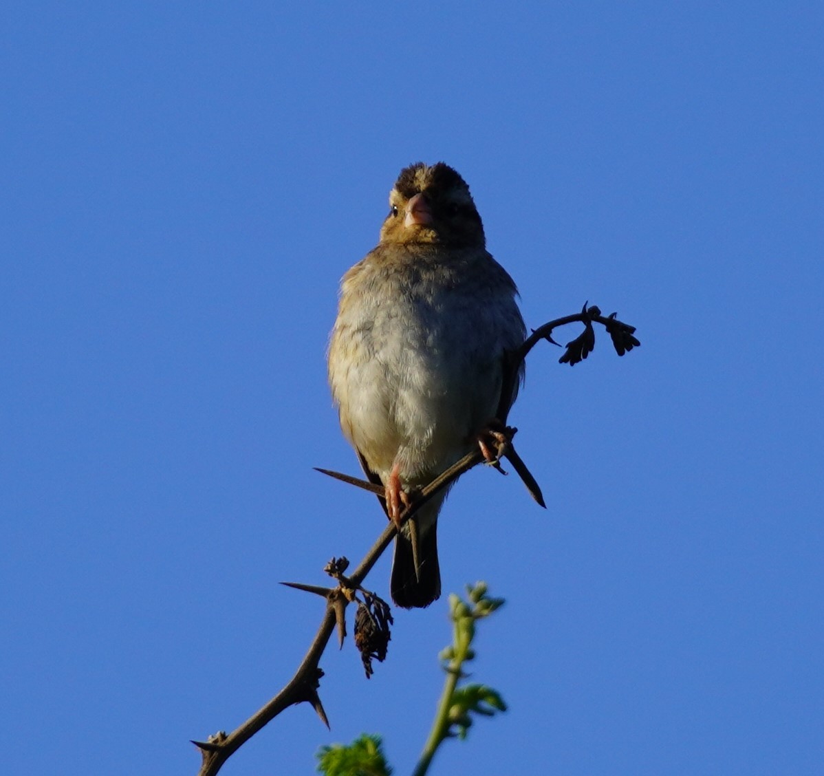 Pin-tailed Whydah - Brian Rapoza