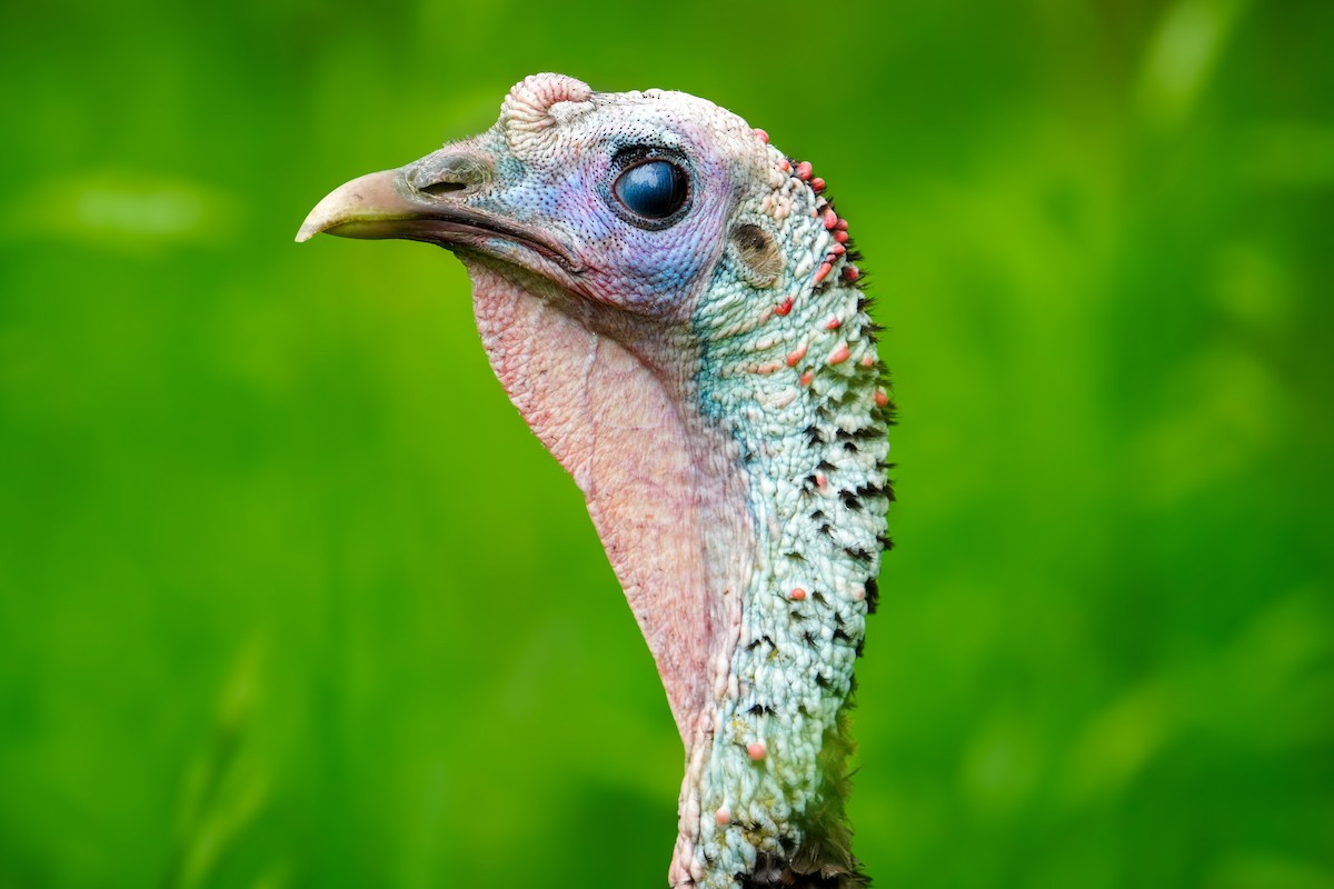 Wild Turkey - ML619642845