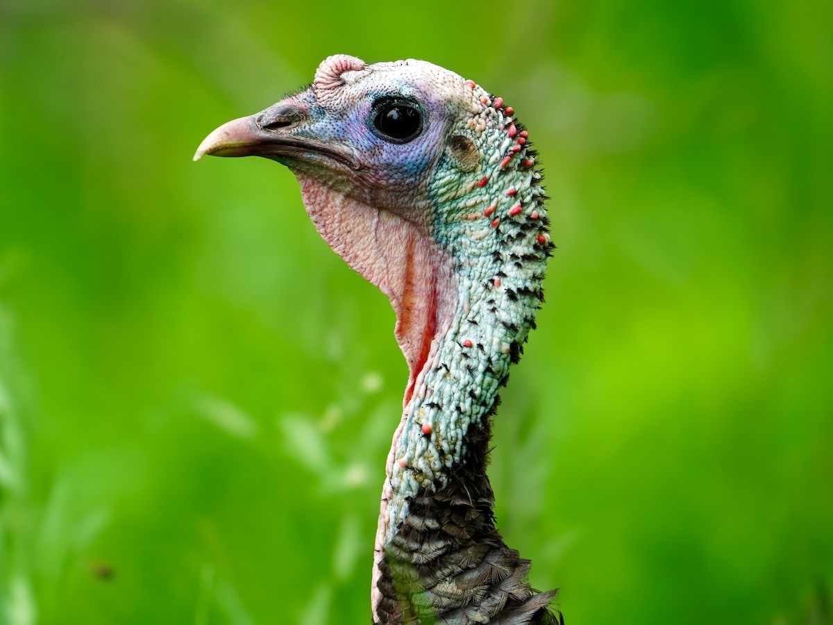 Wild Turkey - ML619642846