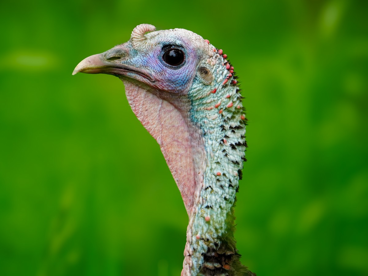 Wild Turkey - ML619642847