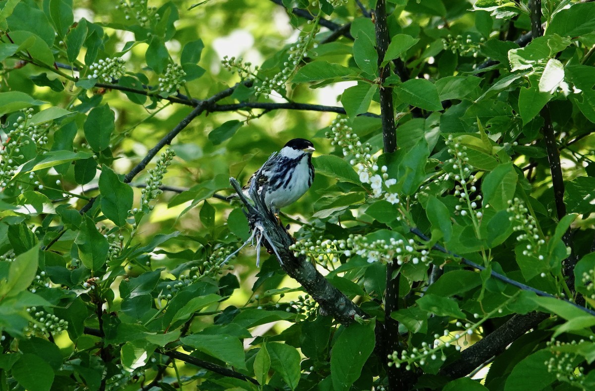 Blackpoll Warbler - Sophie Bérubé