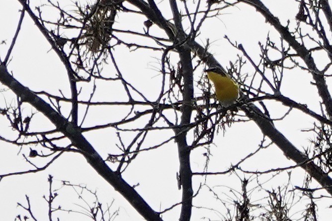 Yellow-breasted Chat - ML619642854