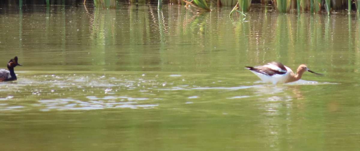 American Avocet - Cathy Olson