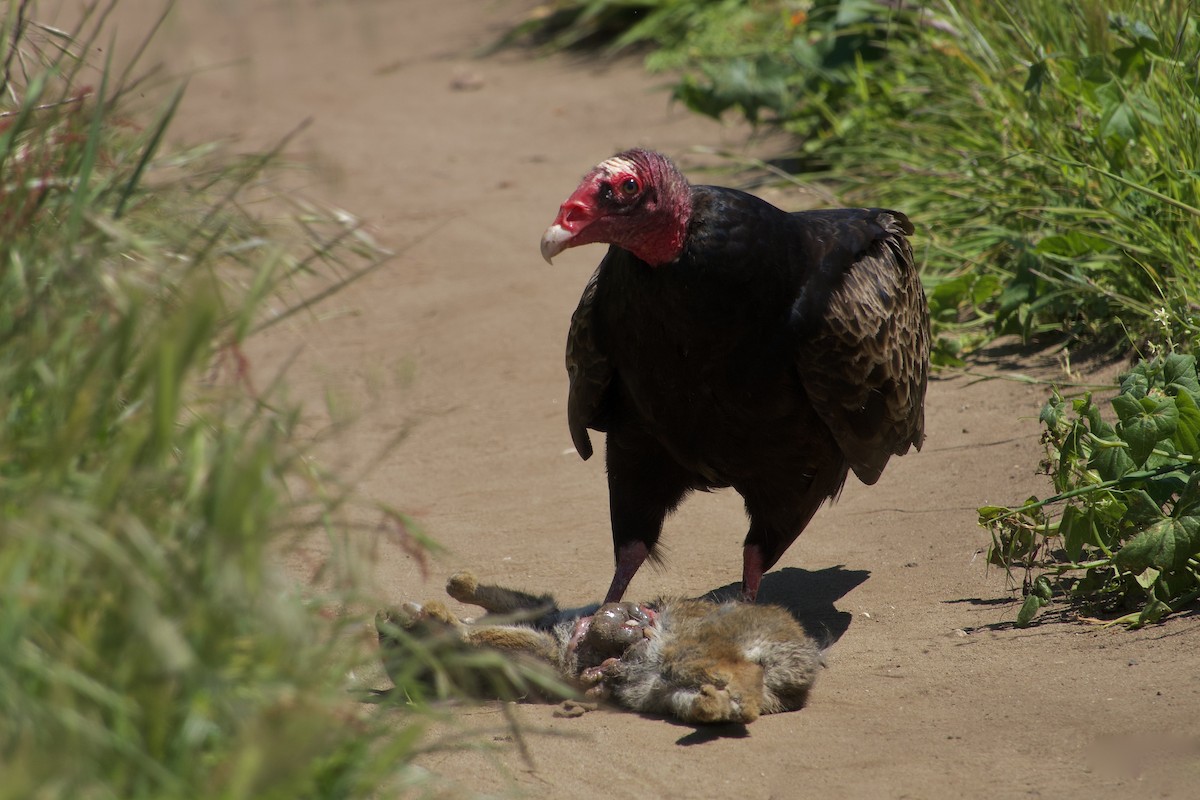 Turkey Vulture - Craig Robson