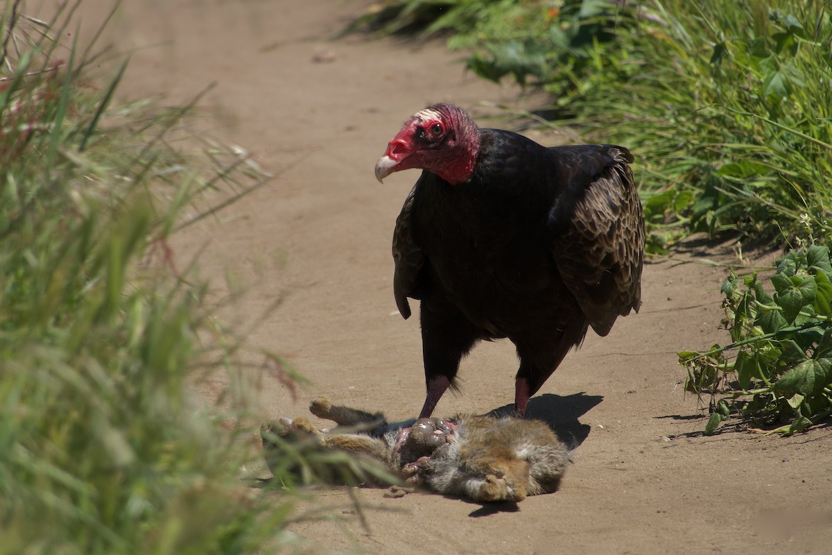 Turkey Vulture - ML619642859