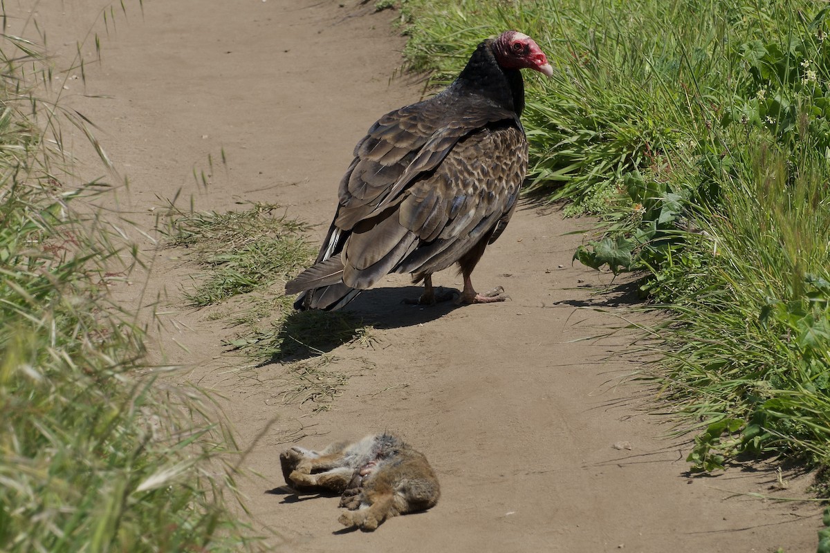 Turkey Vulture - ML619642860