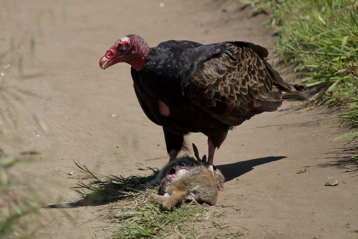 Turkey Vulture - ML619642861